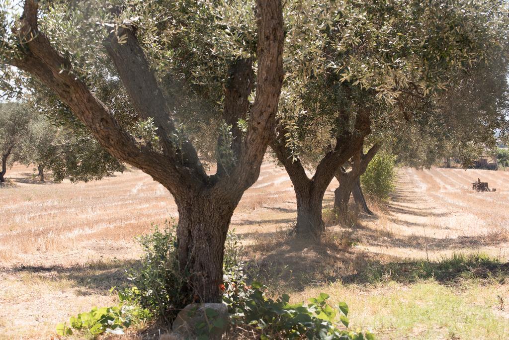 Agriturismo Casale San Benedetto Ceri Dış mekan fotoğraf