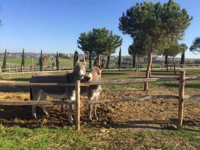 Agriturismo Casale San Benedetto Ceri Dış mekan fotoğraf